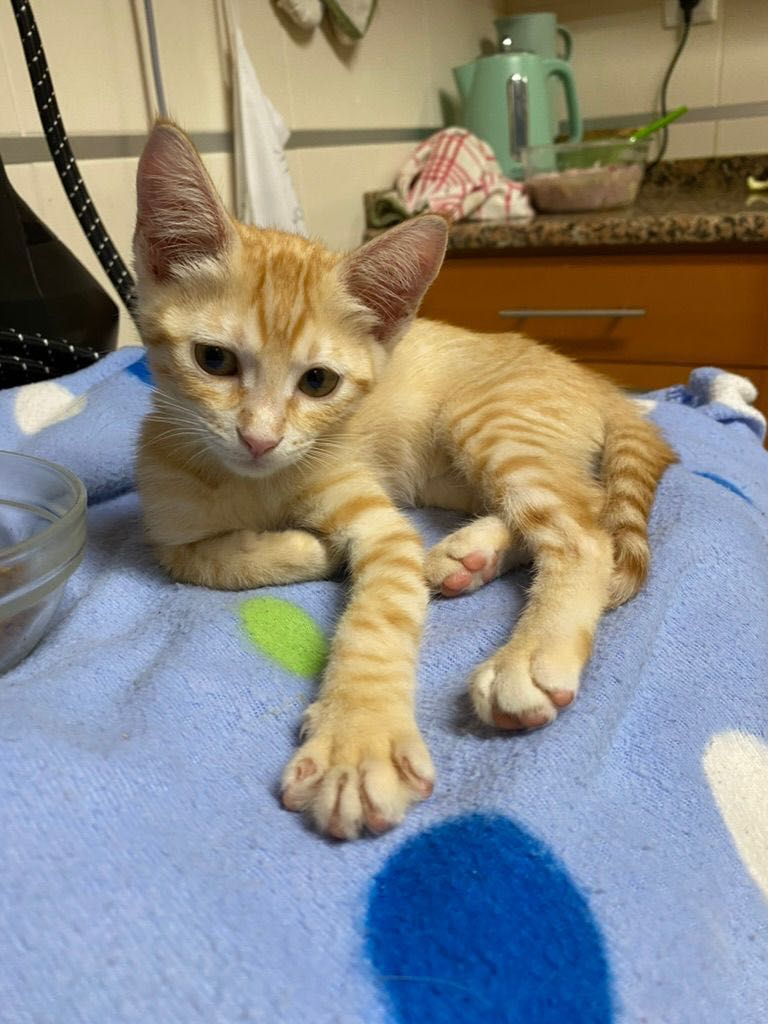 Pet Sitting Lisboa e Arredores