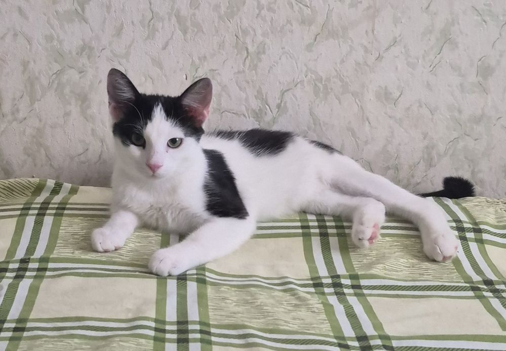 Бесплатно котенок Рикки ищет семью