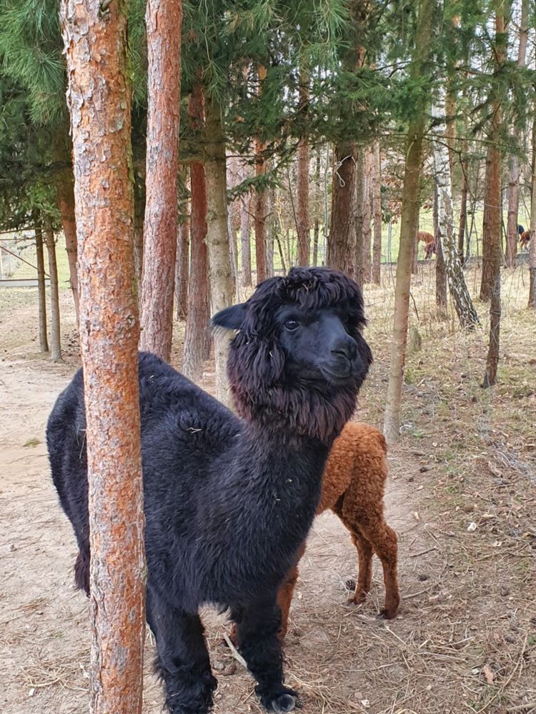 3 letnia alpaka samica z samiczką
