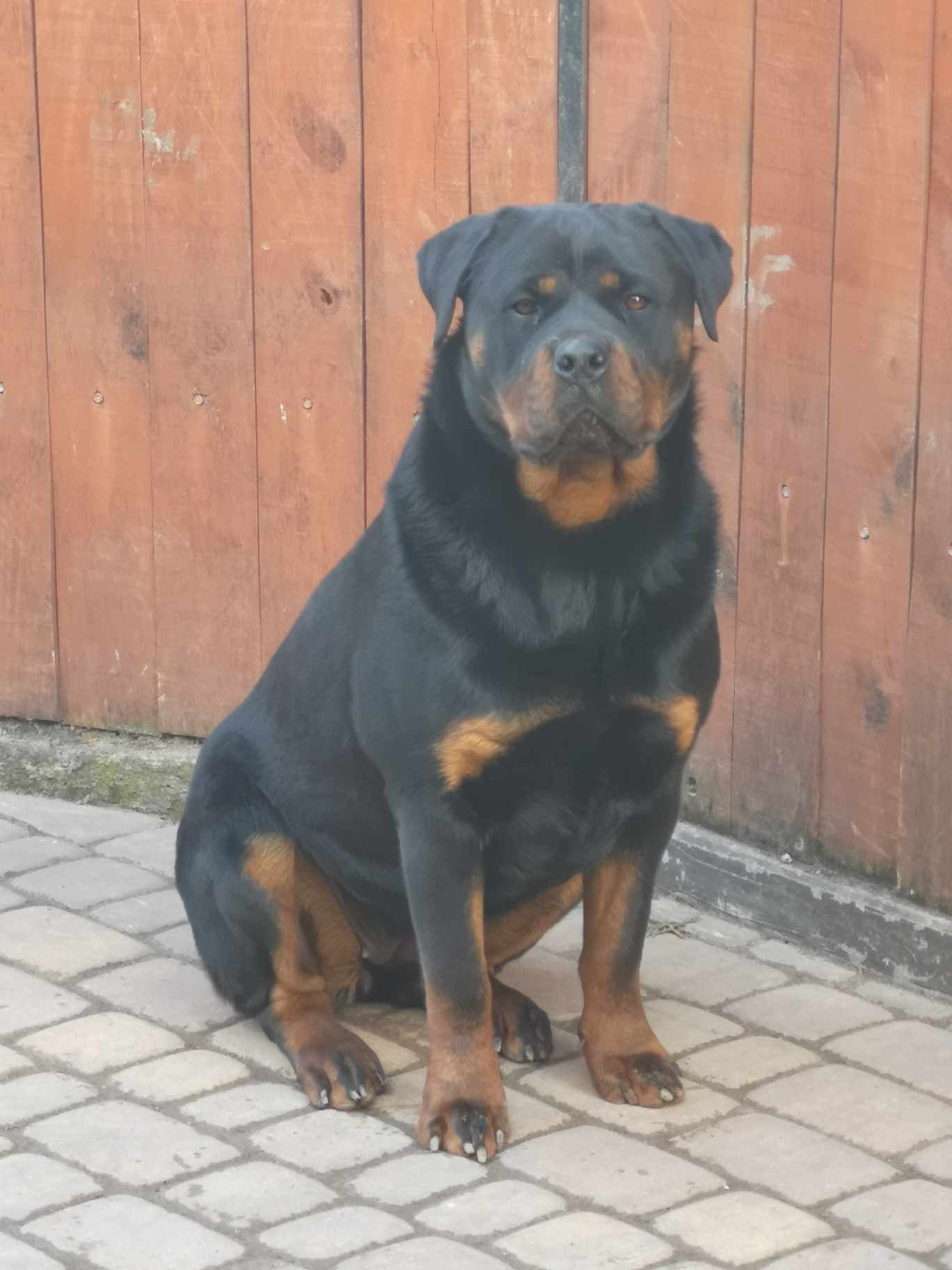 Rottweiler suczka z metryką