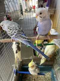 Волнисттые попугаи