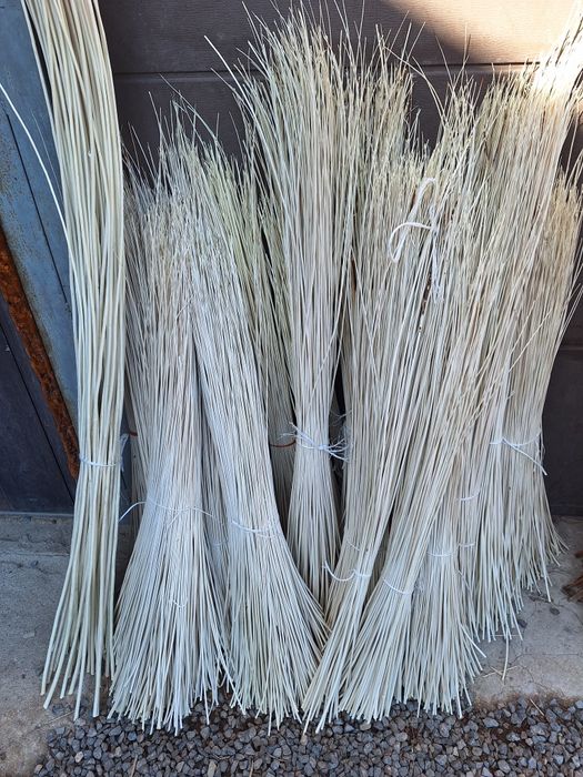 Wiklina korowana WYSYŁKA