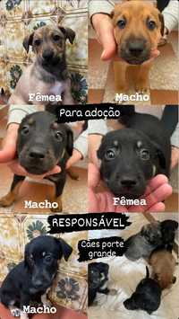 Adoção responsável cães / cachorros