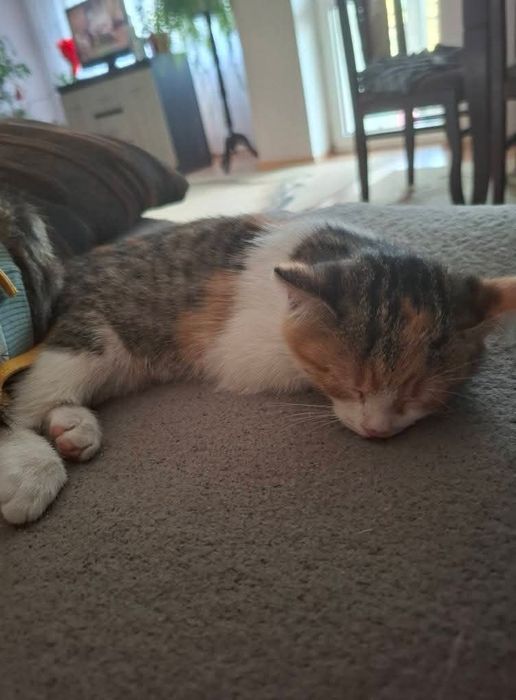 Małe koty do oddania