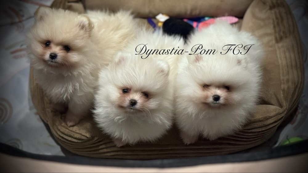 Szpic miniaturowy pomeranian FCI