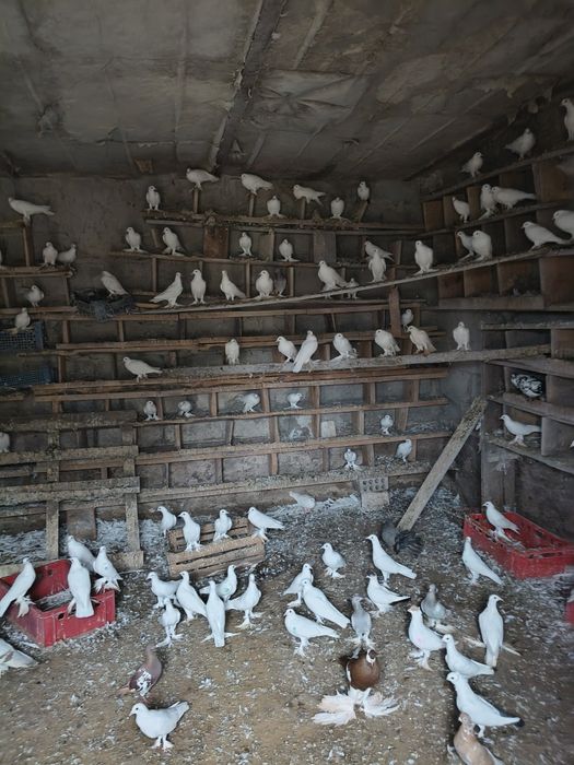 Sprzedam gołębie chowowla własna.