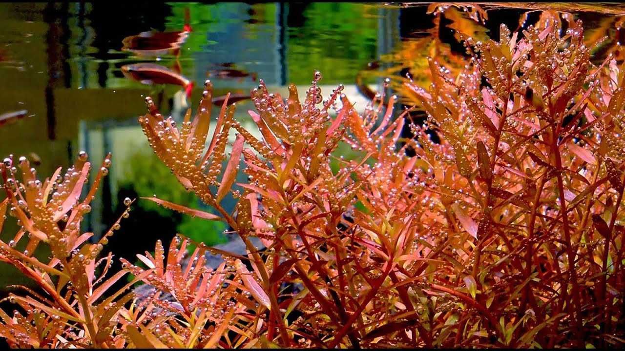 Rotala Indica – Planta aquática