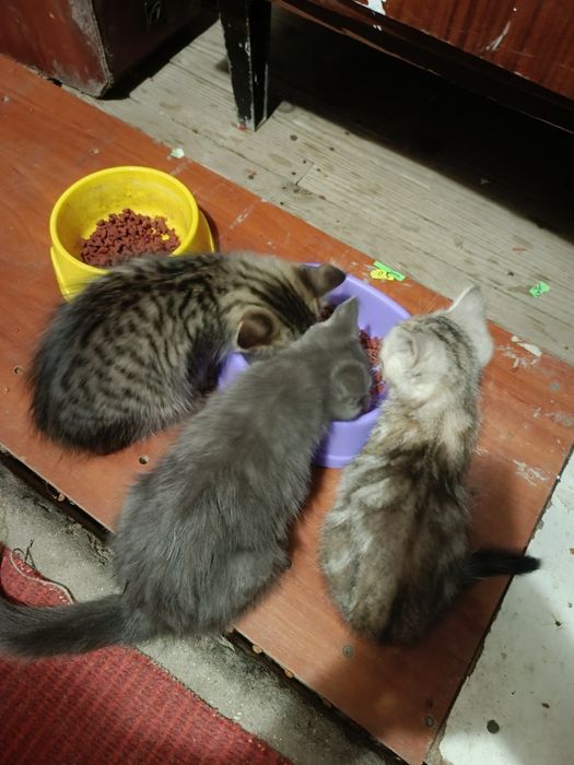 Отдам маленьких котят