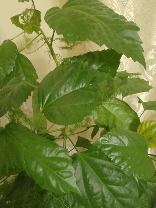 Продам вазон ,китайську розу- Гібіскус.