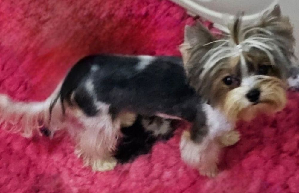 Malusieńki tylko 1.2kg!!! unikatowy pieseczek Biewer Terrier