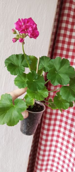 Великі живці сортових пеларгоній