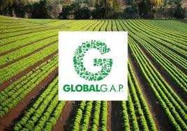 Przygotowanie gospoadarstwa do certyfikacji Global Gap , GlobalGap