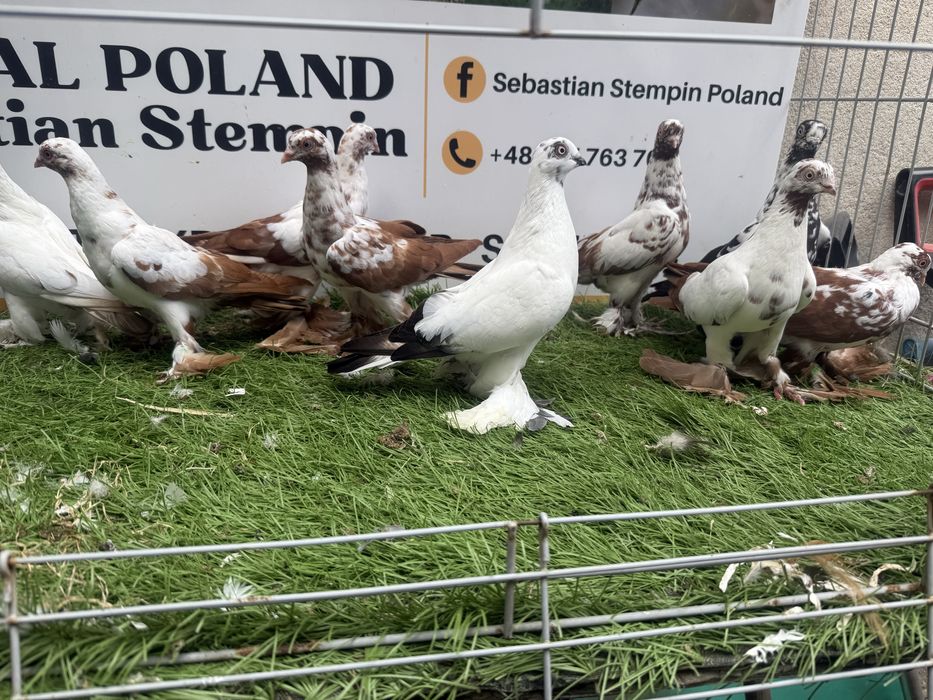 Gołębie.  Wiedyny. Wiedym. Motyle. Możliwy transport