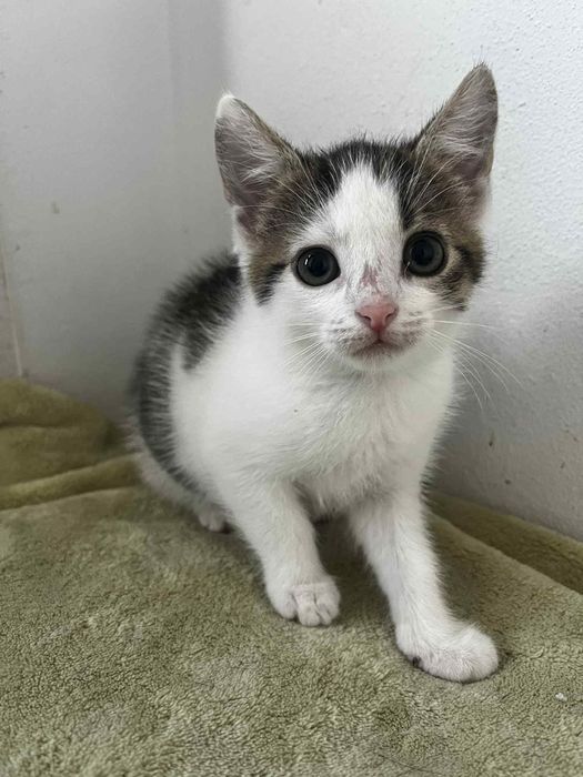 Bójka kociak do adopcji