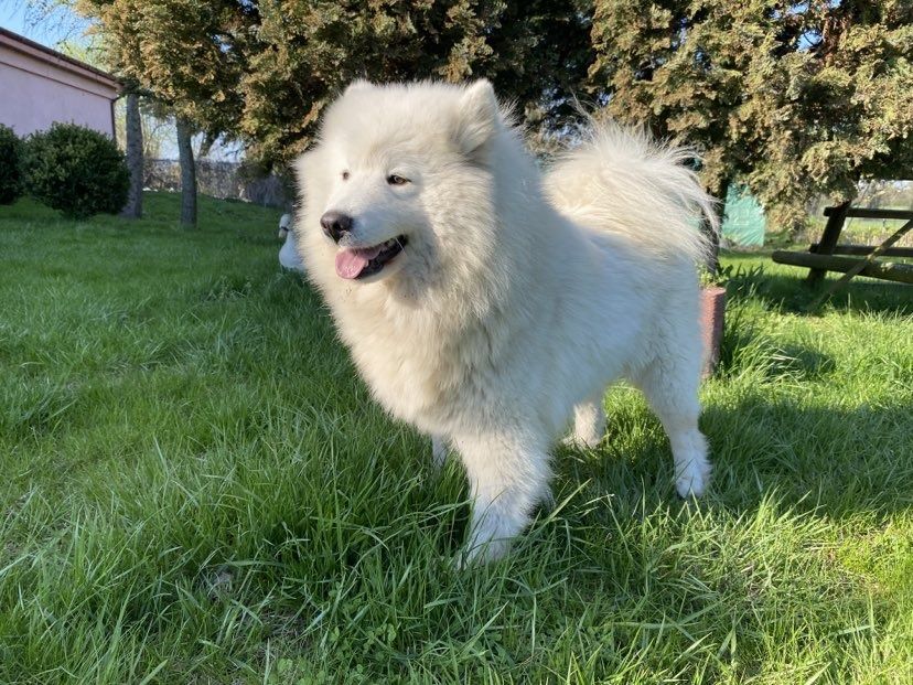 Sprzedam  samoyeda pieska
