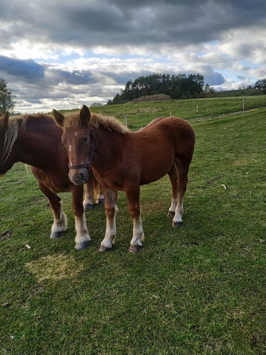 Sprzedam Ogierka sokólskiego