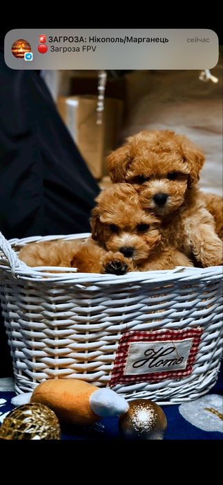 Яскраві карамельні цуценята. Мальтіпу ф1 3місяці. Цуценята