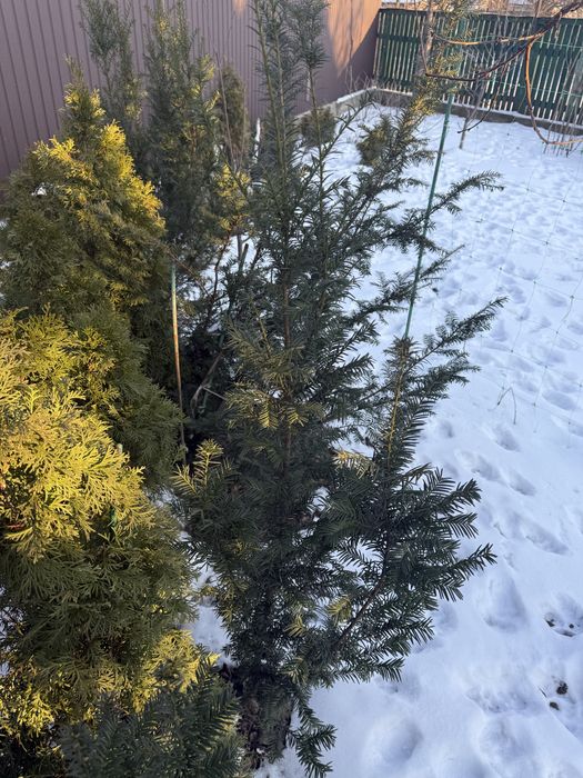 Тис ягодный вечнозеленый