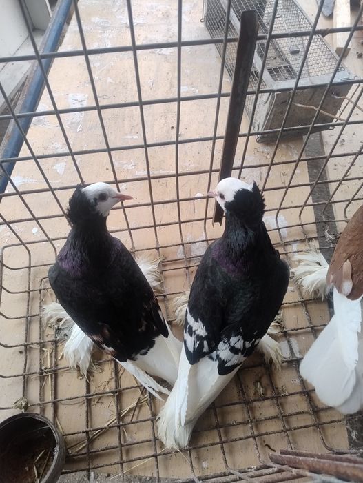 Gołębie ozdobne mnichy