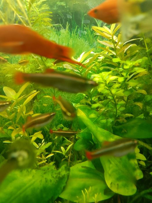 Kardynałki chińskie sprzedam