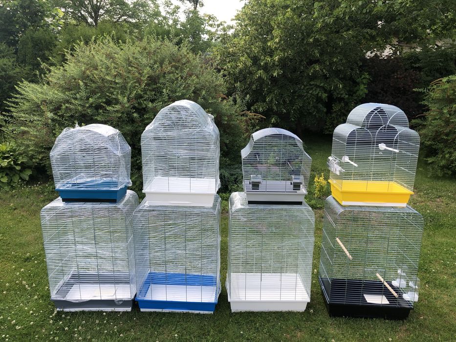 Papuga falista  tęczowe papużki faliste osobniki z 2023/24 roku