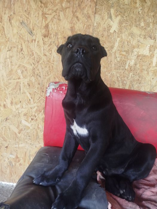 Кане корсо дітки