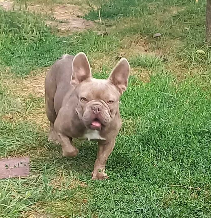 вязка французкий бульдог