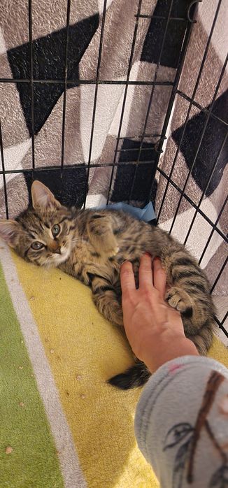 Kochany Bąbel do adopcji