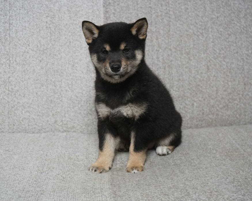 shiba inu czarna suczka szczeniaczek