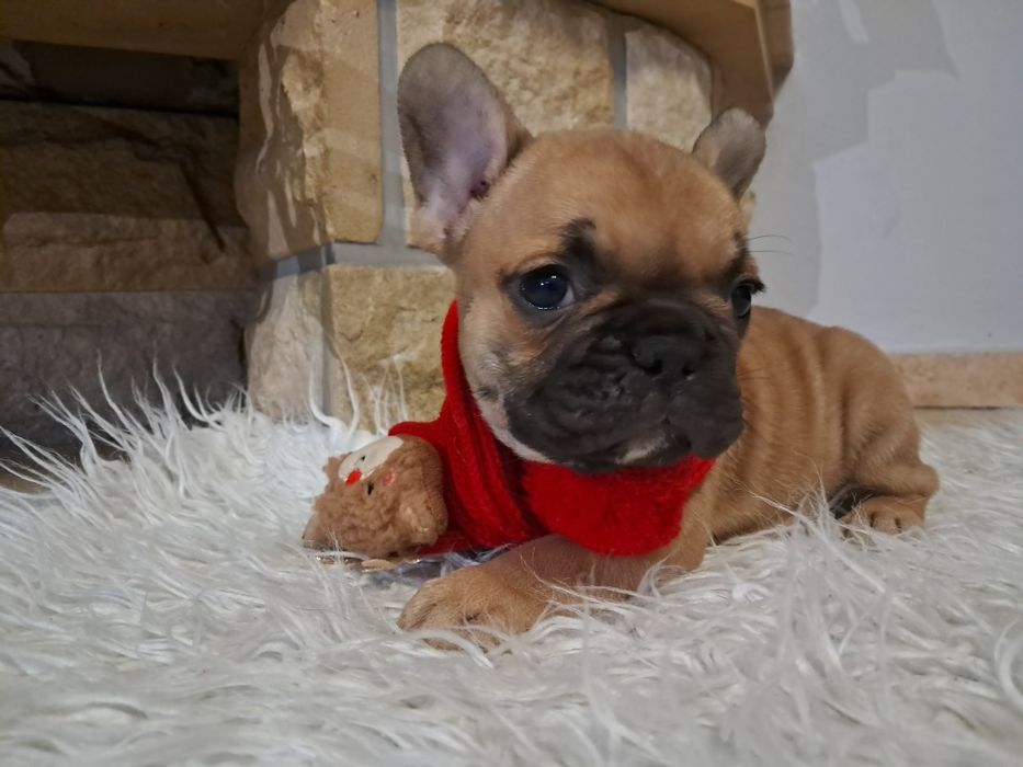 Buldog francuski piesek