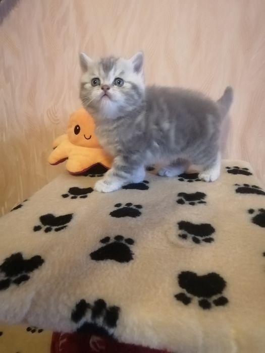 Шотландские девочки