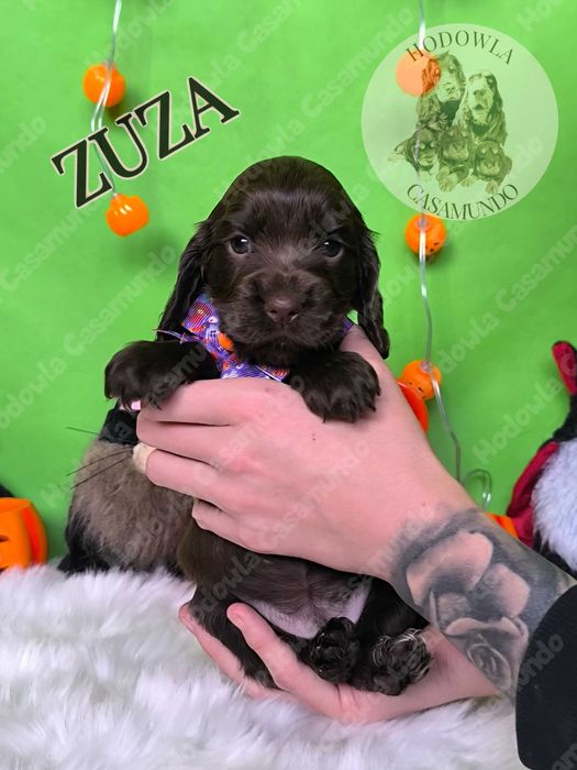 Cocker Spaniel Angielski