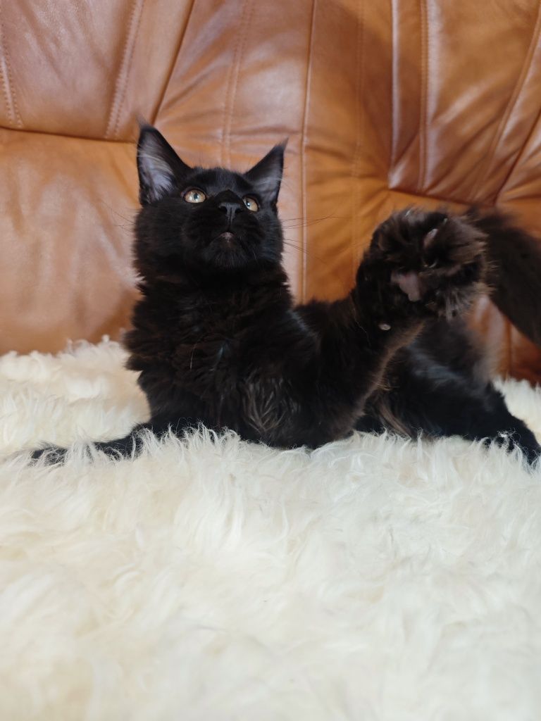 Ogromny kocur Maine Coon z legalnej hodowli FPL