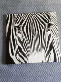 Obraz zebra 60cmx60cm