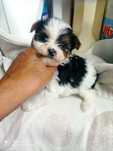 Biewer Terrier TOP