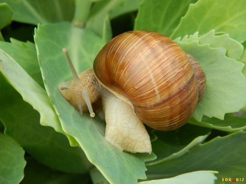 Улитка виноградная.