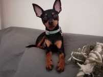 Pet-Sitting Alhandra Vila Franca de Xira acolhimento familiar