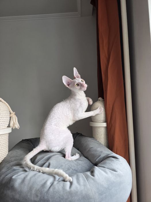 Кошеня Корніш рекс дівчинка