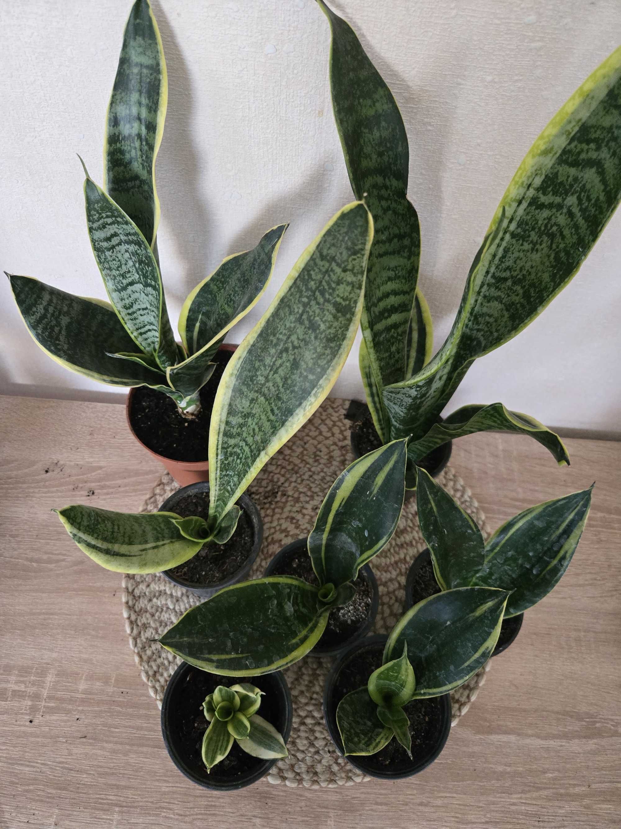 Сансевієрія 5 сортів (Сансев’єрія, Санса, Sansevieria)