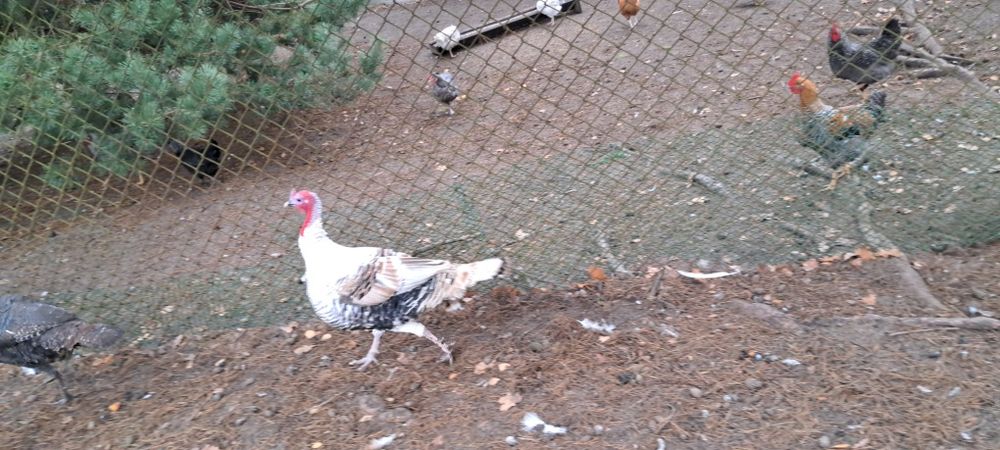 Indor indyk  z 2024r