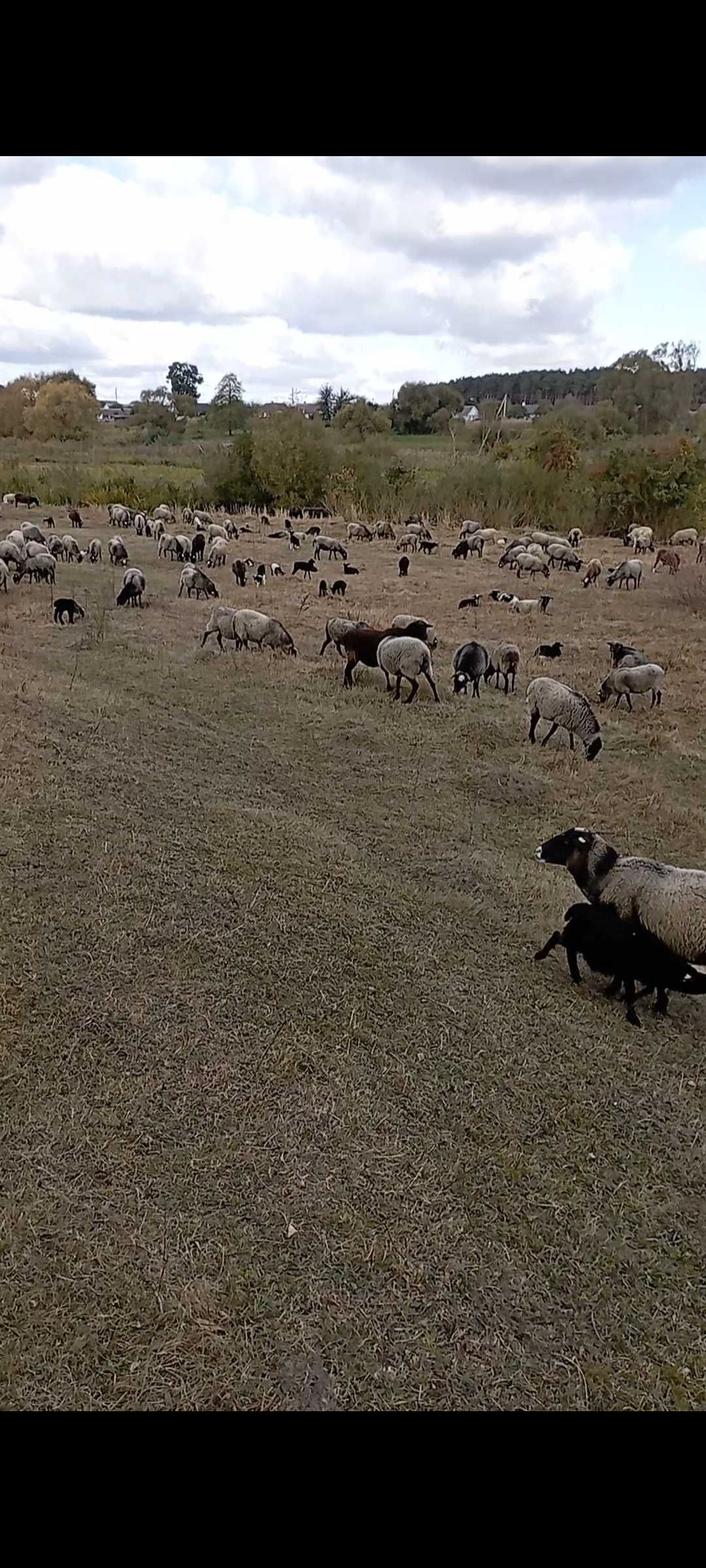 Продам вівці кітні Романівської породи