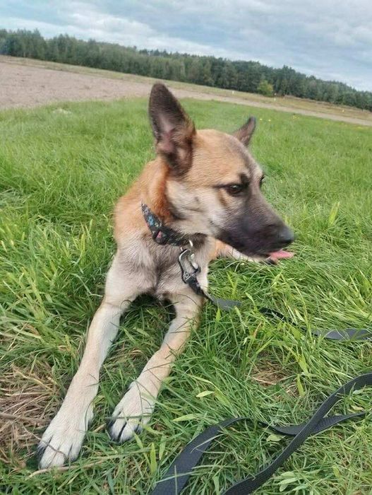 Oddam za darmo, do adopcji- Śliczna Funia szuka domu