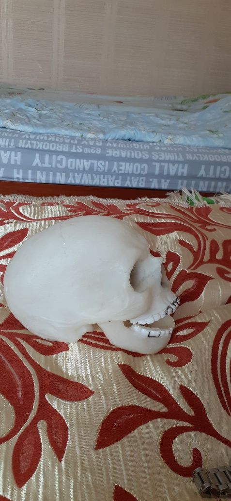 Продам фосфорный череп из коллекции скилет