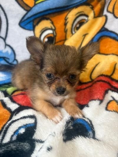 Chihuahua długowłosa