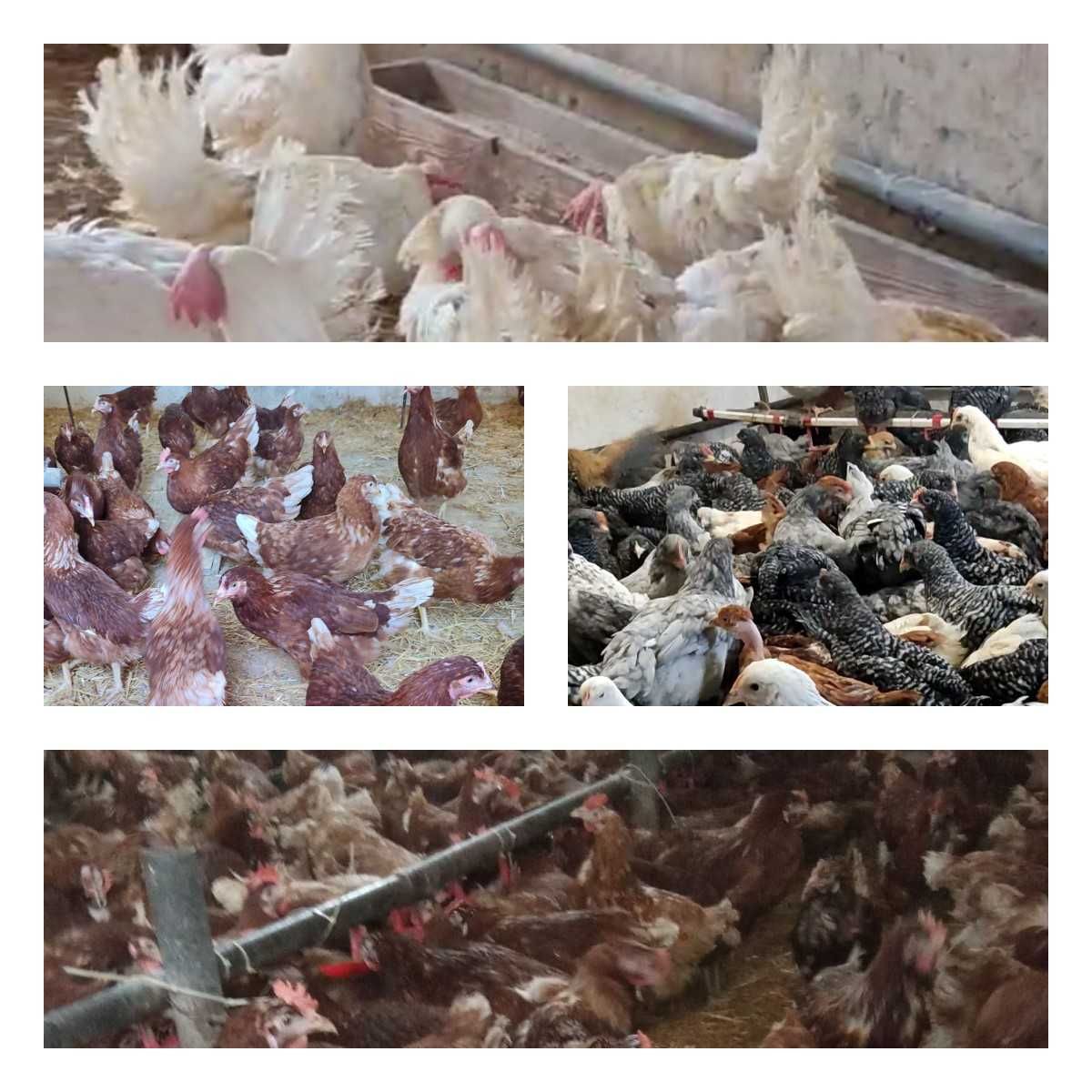 Продам кури несушки! Доставка безкоштовна. Чигирин!