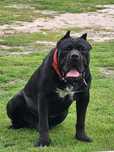 Cane Corso Reproduktor