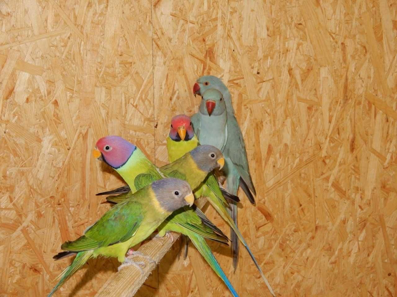 Ручные попугаи разных видов:неразлучник,певчие,корелла,розелла