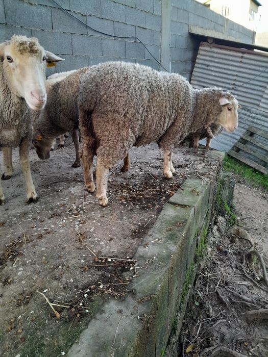 Vendo borrega    forte