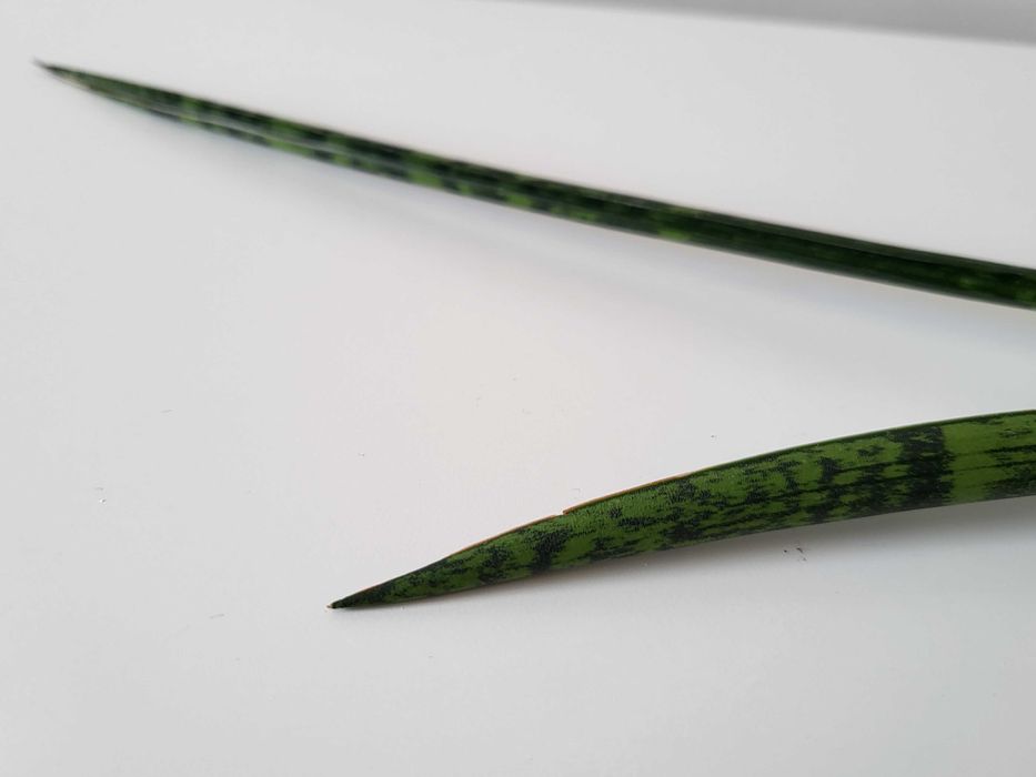 Sansevieria Comet Rocky Mountains  (odrost II)