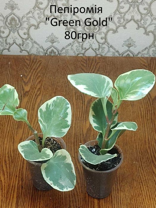 Сортові пеперомії